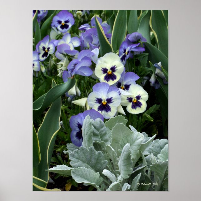 Póster A Pansy Perfeita (Frente)