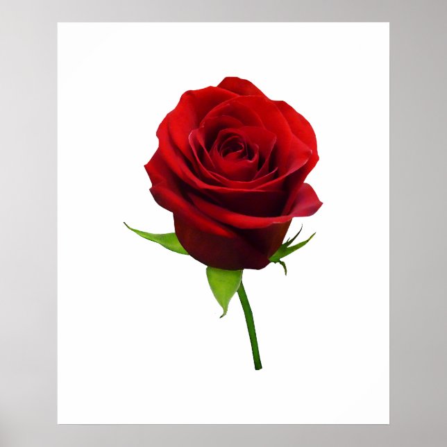 Póster A PARTIR DE $20 - Elegante Red Rosebud (Frente)