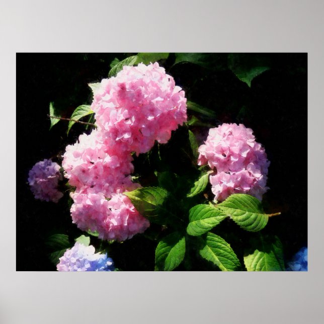 Poster A PARTIR DE $20 - Hydrangea em Sunshine (Frente)