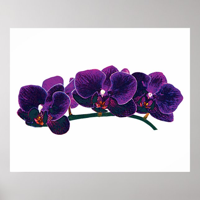 Póster A PARTIR DE $20 - Orquídeas Phalaenopsis Roxas (Frente)