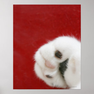 Póster A pata do gato