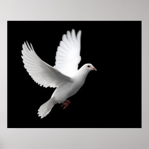 POSTER A PAZ BRANCA MERGULHOU EM VÔO