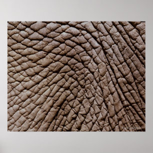 Póster A pele de elefante africano (africana do