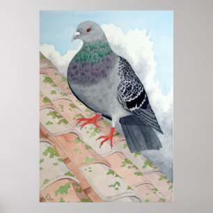 Póster A Pigeon rests on a roof
