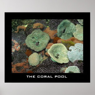 Póster A piscina coral