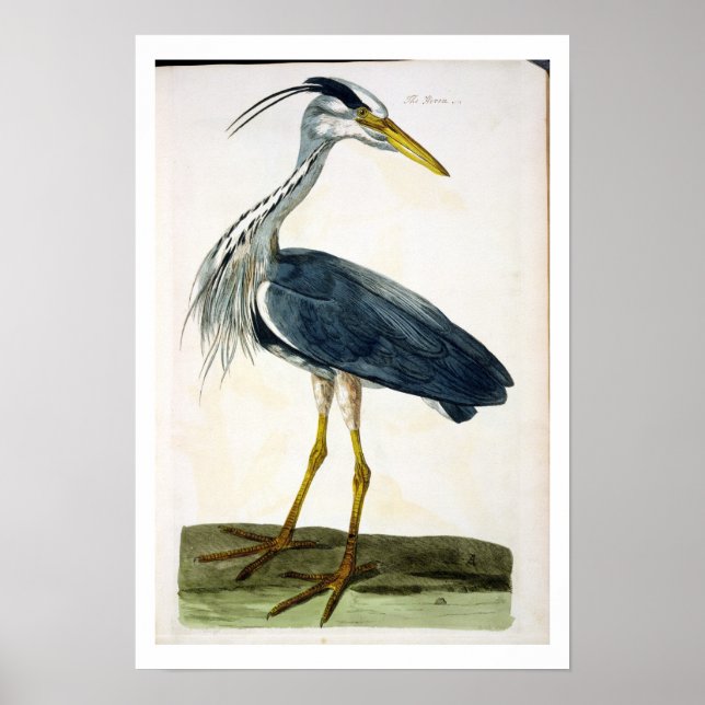 Póster A placa Heron (Ardea cinerea) de "The British (Frente)