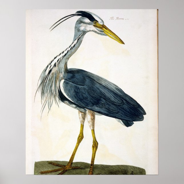 Póster A placa Heron (Ardea cinerea) de "The British (Frente)