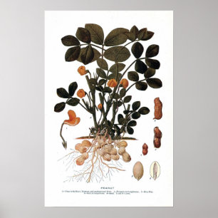 Póster A planta do amendoim