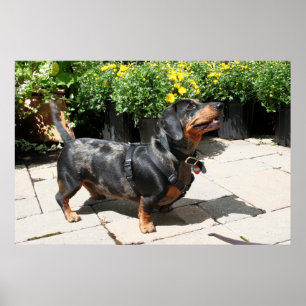 Póster A prata Dapple o amigo 2 do Dachshund