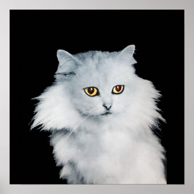 POSTER A RAINHA DOS GATOS BRANCOS (Frente)
