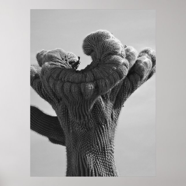 Poster A Rare Saguaro Cactus (Frente)