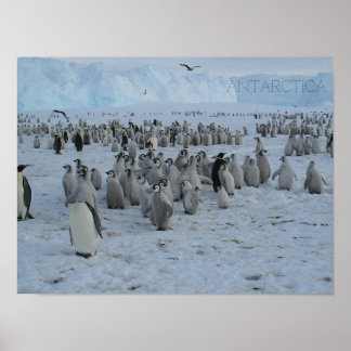 Poster A rebanho de pingões na Antártica, foto.