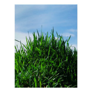 Póster A relva verde no fundo do infinito