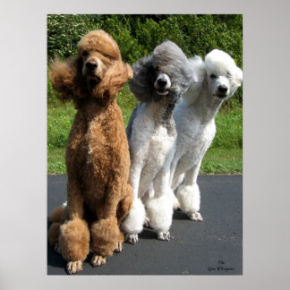 Poster A resposta, meu amigo, é Poodles no vento...