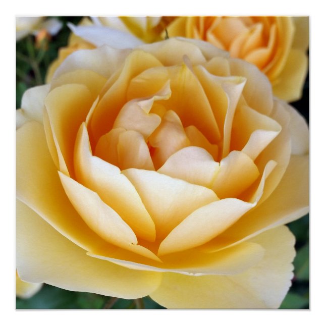 Póster A Rosa Amarela (Frente)