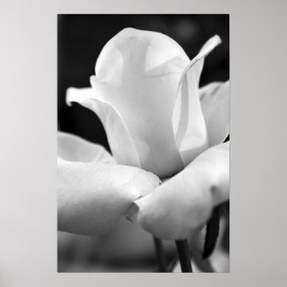 Poster A Rosa da Anna