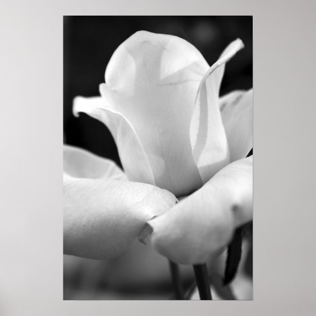 Poster A Rosa da Anna (Frente)