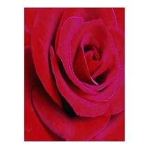 A ROSA VERMELHA