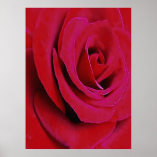POSTER A ROSA VERMELHA