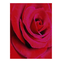 A ROSA VERMELHA
