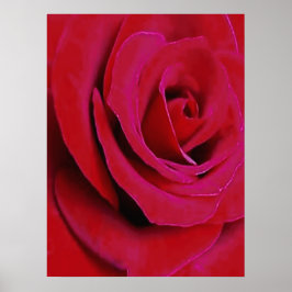 POSTER A ROSA VERMELHA