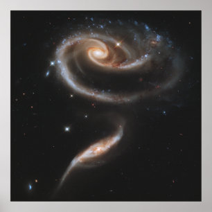 Póster A Rose Made of Galaxies