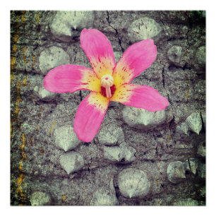 Póster A seda do fio dental. Ceiba speciosa. Pôster