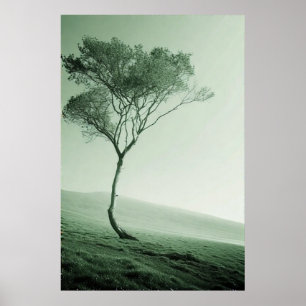 Poster A Sentinela Solitária: Uma Árvore De Vassoura