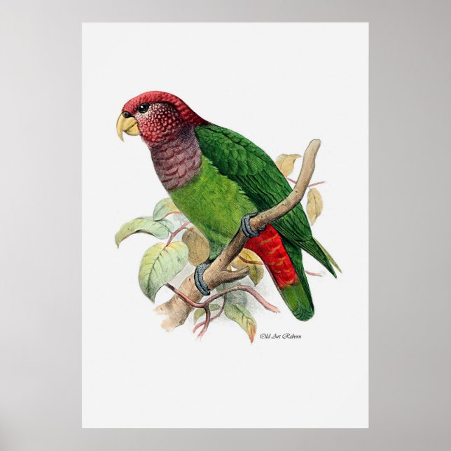 Póster A Série Parrot Dois De Três (Frente)