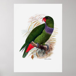 Póster A Série Parrot Três De Três