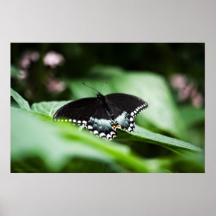 Póster A Stately Appearance Print