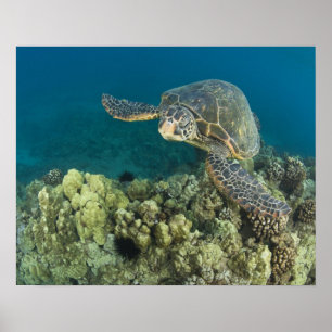 Poster A Tartaruga Verde (Chelonia mydas) é a 2