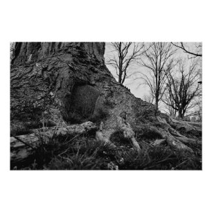 Póster a terra recupera