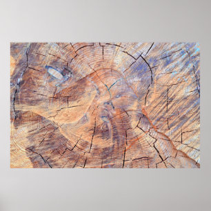 Poster A tree in a cut. Logs lumber in the woods. Texture