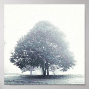 Póster A Tree in Fog