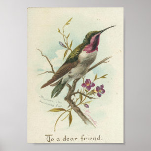 Póster A um caro amigo, colibri do vintage