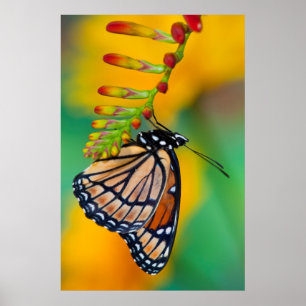 Poster A Viceroy Butterfly on Flowers