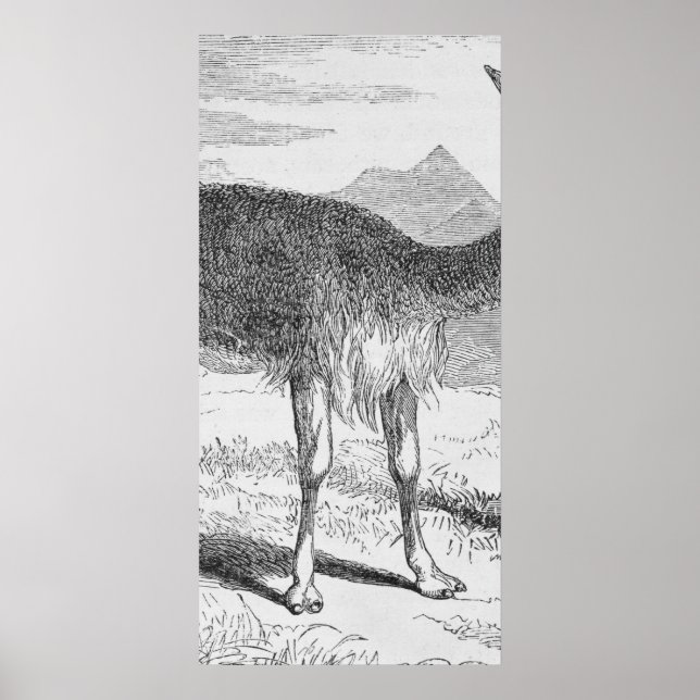 Póster A Vicuna do Rio de Azufre (Frente)