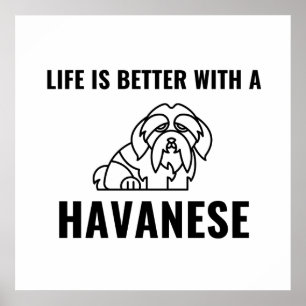 Poster A vida é melhor com um havanês