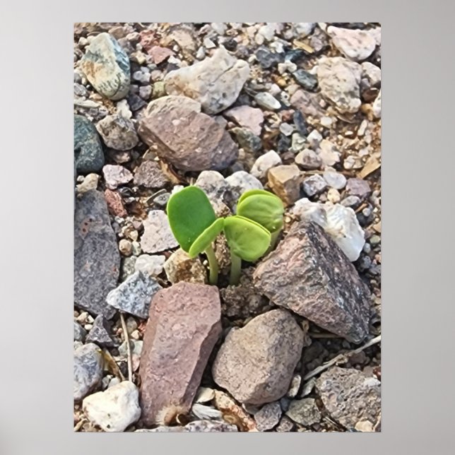 Poster A vida na fotografia das rochas (Frente)