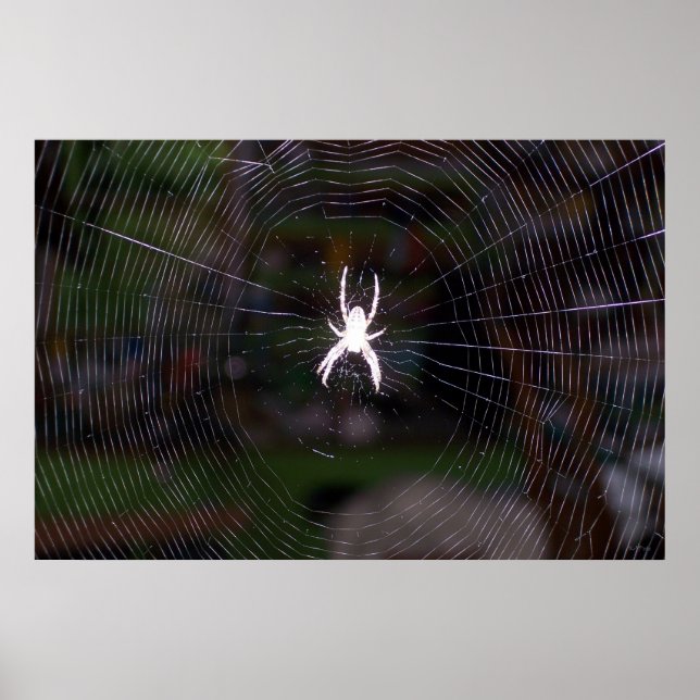Póster A Web Aranhas (Frente)