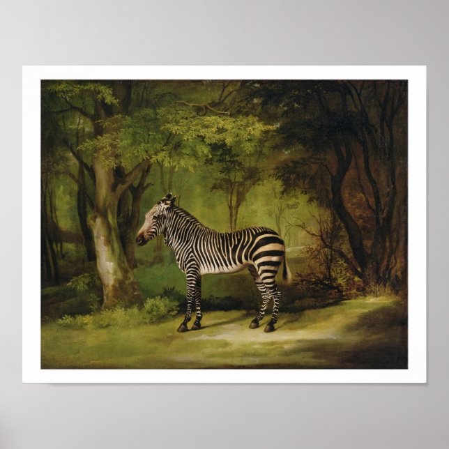Póster A Zebra, 1763 (óleo na canvas) (Frente)