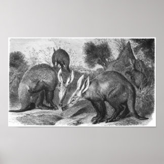 Poster Aardvark - Orycteropus após Portfolio