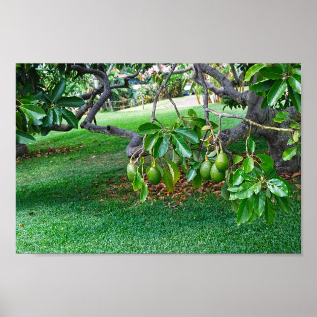 Poster Abacates de Baixo Porte, Ilha do Havaí (Frente)