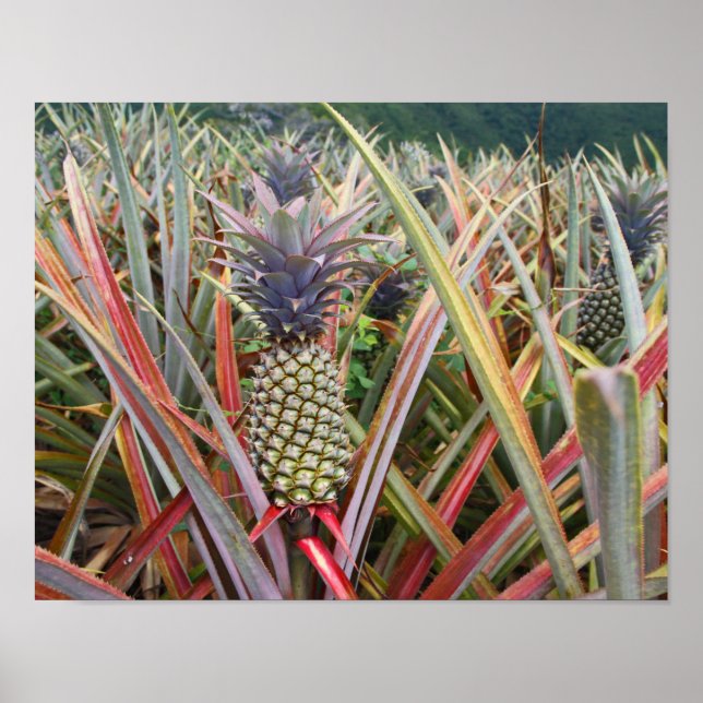 Póster Abacaxi, Campo de Abacaxi, Fotografia (Frente)