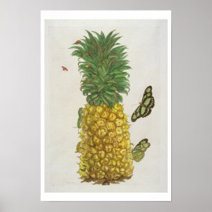 Poster Abacaxi com lagarta e borboletas (mão-c