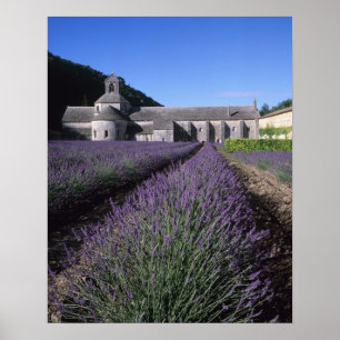 Poster Abadia de Senanque, Gordes, Vaucluse, Provença,