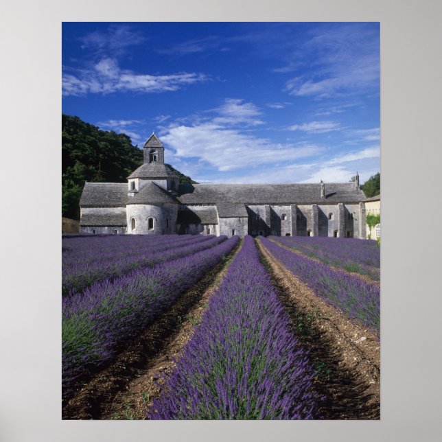 Poster Abadia de Senanque, Gordes, Vaucluse, Provença, (Frente)
