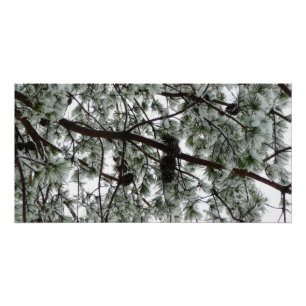Póster Abaixo da neve coberta pela árvore de pinheiro Fot