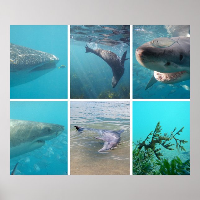 Poster Abaixo do Mar Oceano Animais da Austrália (Frente)